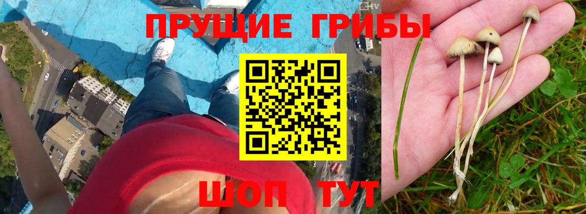 Кулебаки  Галлюциногенные грибы Psilocybine cubensis  Вход с VPN 