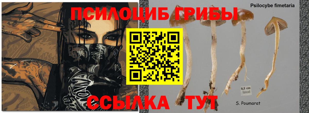 Псилоцибиновые грибы MAGIC MUSHROOMS Кулебаки